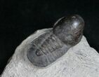 Very Unusual Pelagic Trilobite Cyclopyge - HUGE EYES #11062-1